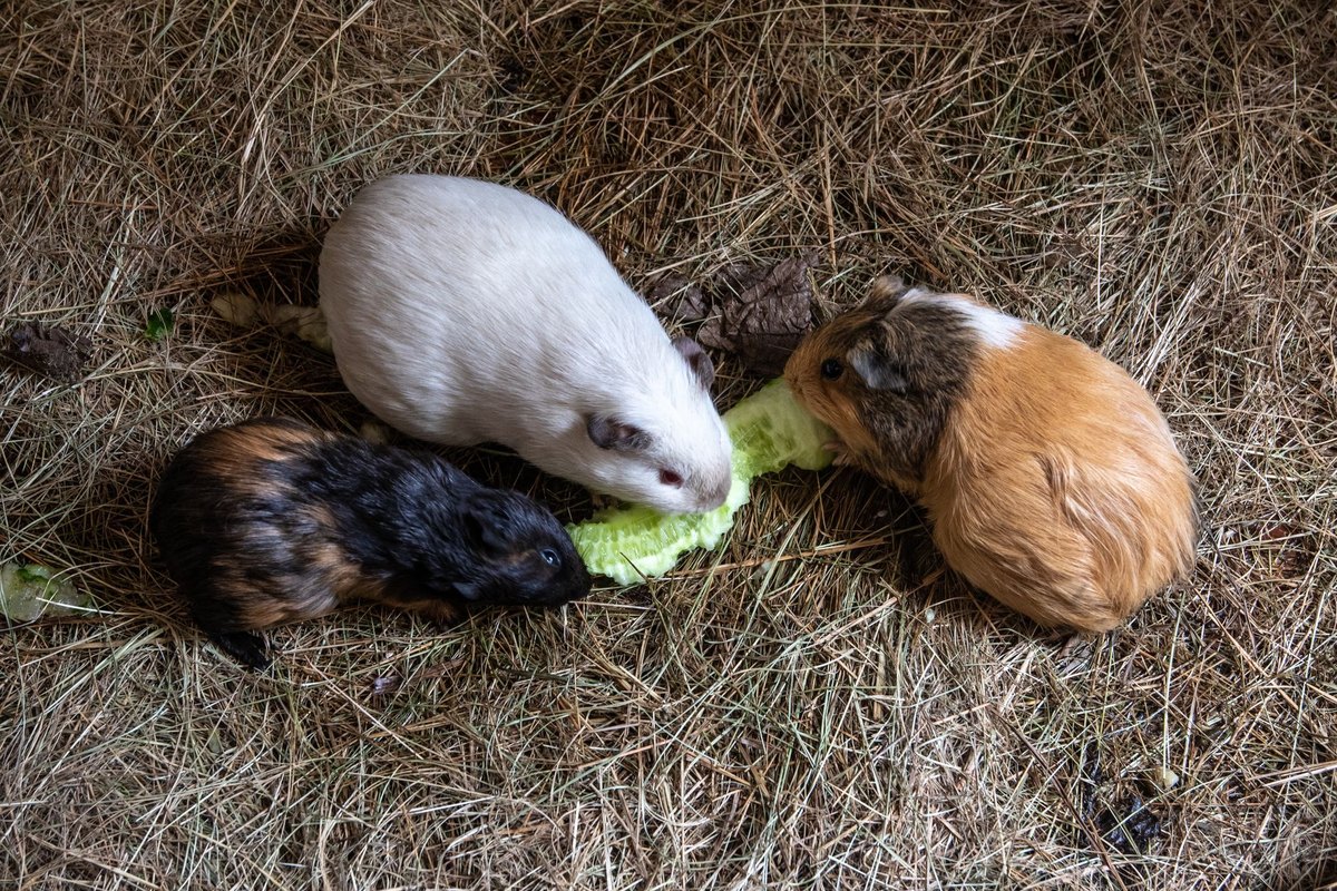 Meerschweinchen artgerecht halten: Platz, Futter & Soziales – go4vet