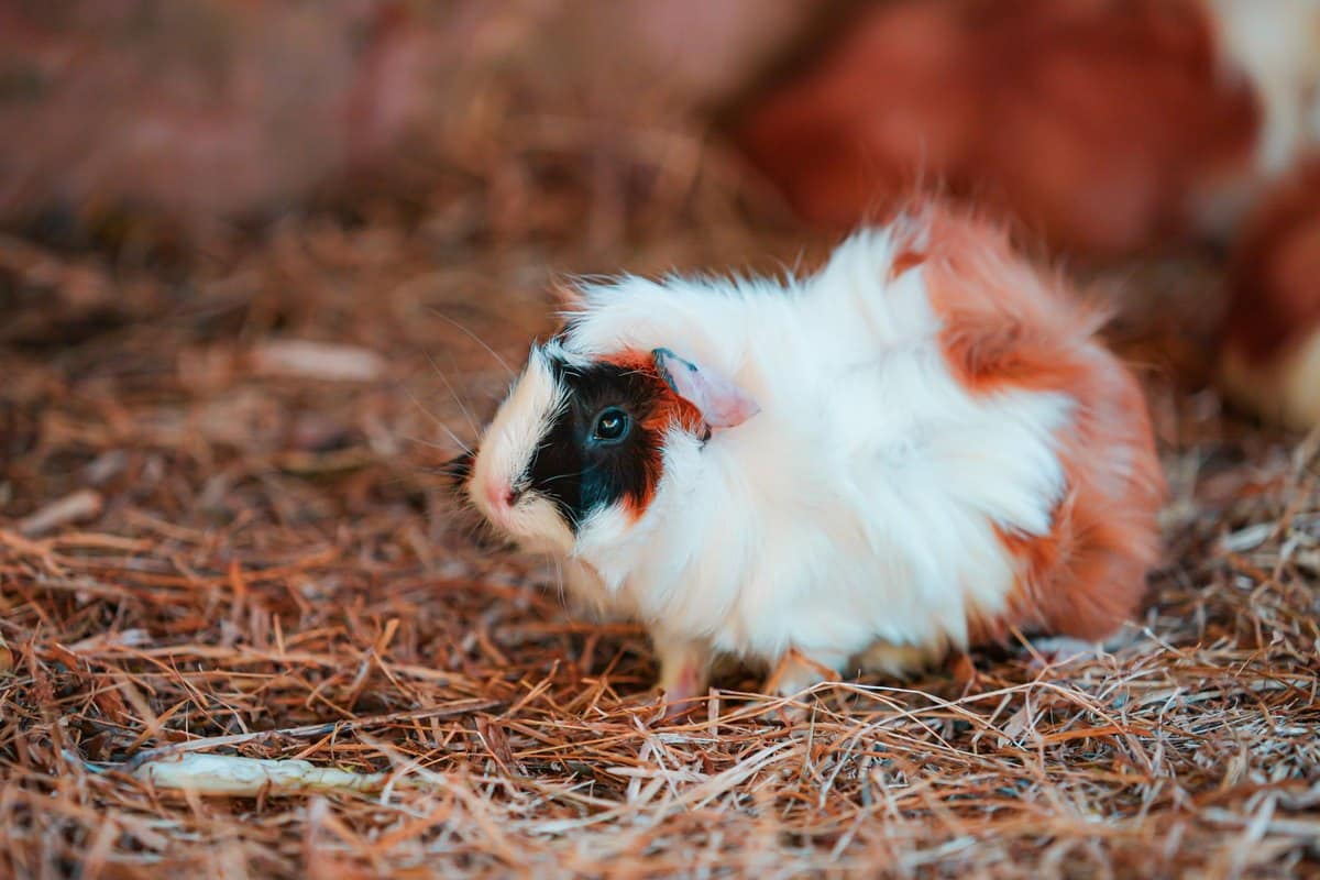 Meerschweinchen artgerecht halten: Platz, Futter & Soziales – go4vet