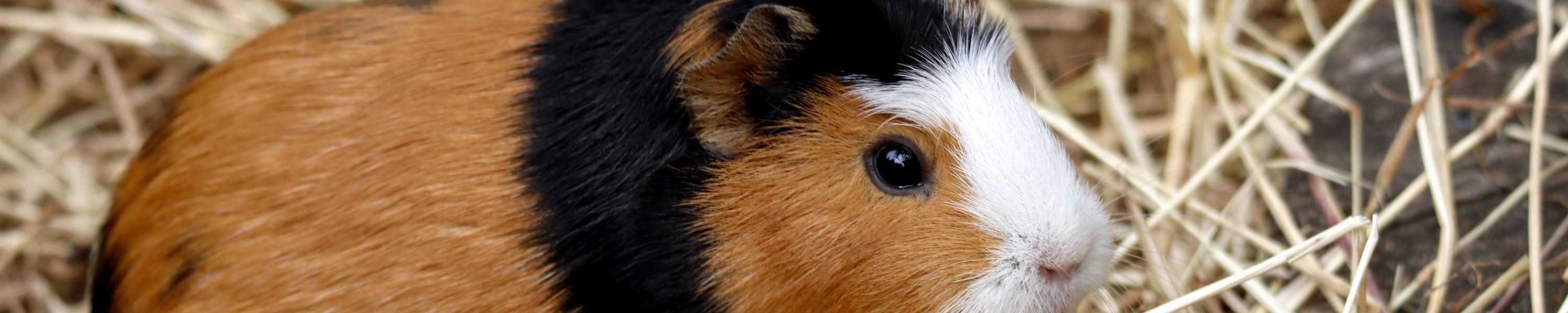 Meerschweinchen artgerecht halten: Platz, Futter & Soziales