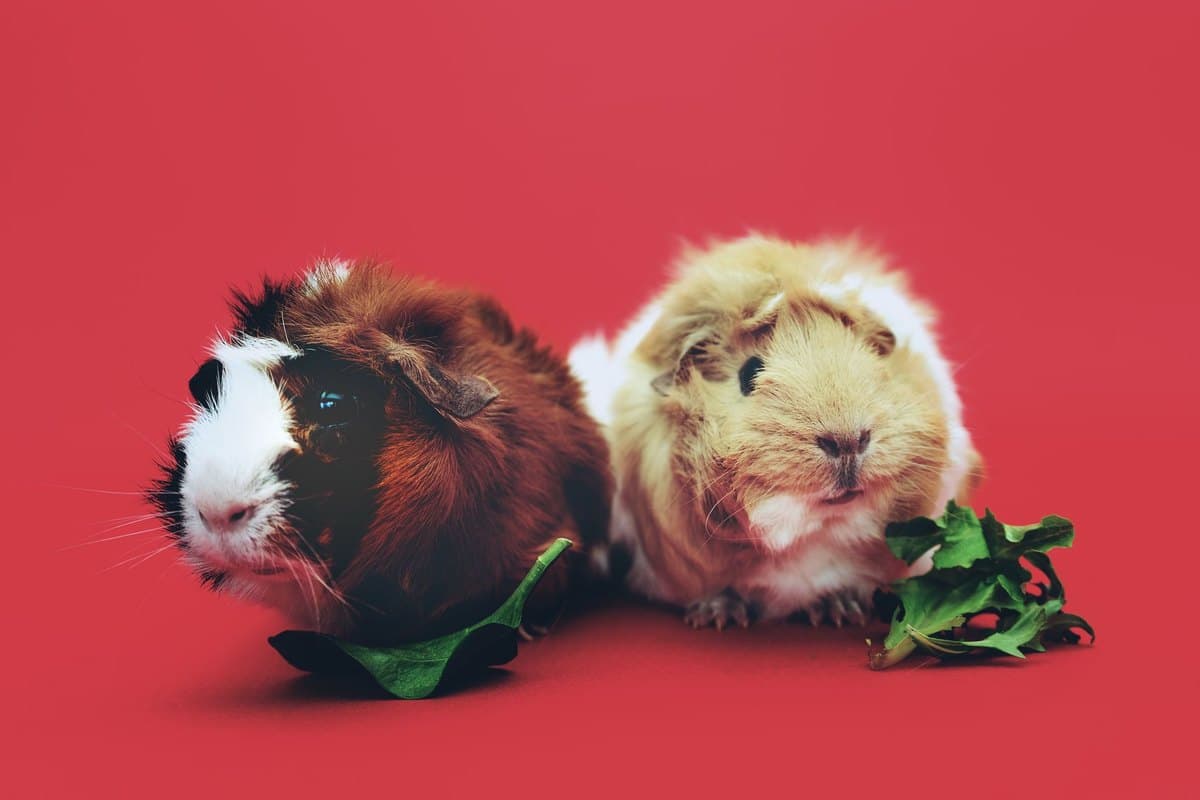 Meerschweinchen Ernährung: Was dürfen sie essen, was ist gif – go4vet