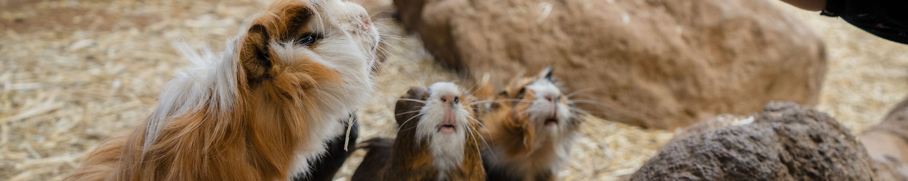Meerschweinchen Ernährung: Was dürfen sie essen, was ist giftig?