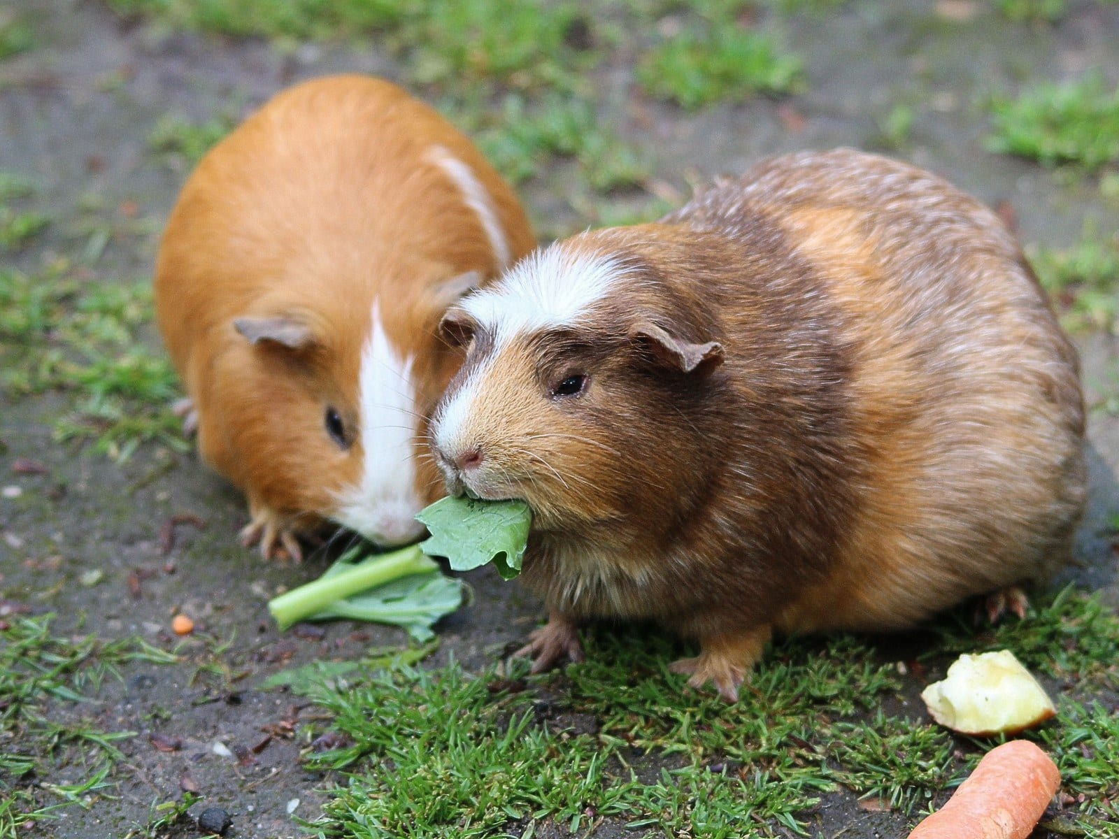 Meerschweinchen krank: Alle wichtigen Symptome im Überblick