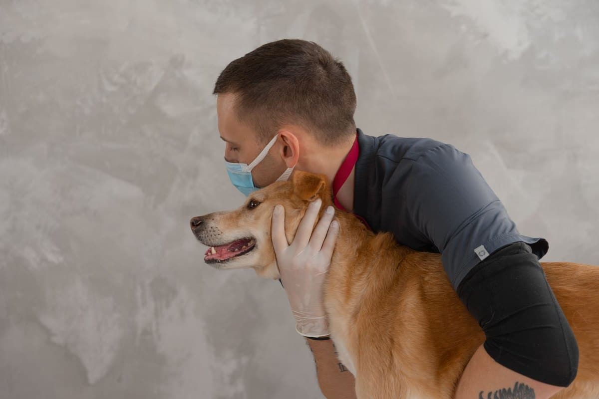Mikrochip-Pflicht für Hunde: Kennzeichnung und Registrierung – go4vet