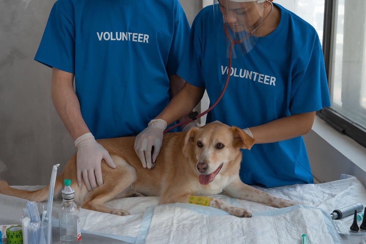 Mikrochip-Pflicht für Hunde: Kennzeichnung und Registrierung – go4vet