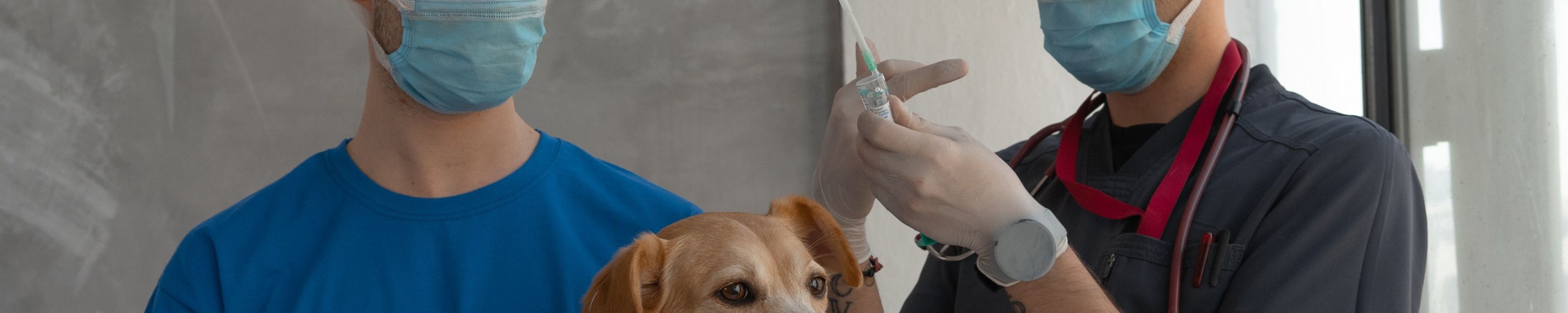 Mikrochip-Pflicht für Hunde: Kennzeichnung und Registrierung