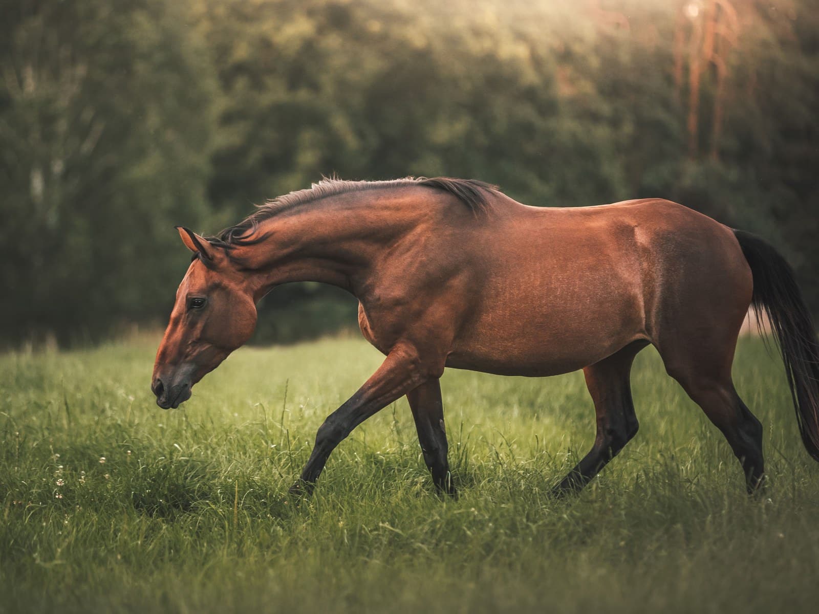 Milben beim Pferd: Erkennen, Behandeln, Vorbeugen