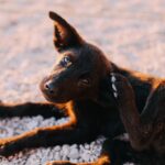 Milbenbefall beim Hund