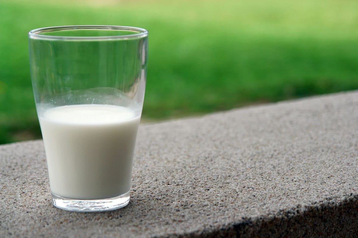 Dürfen Katzen Milch trinken? Laktoseintoleranz bei Hunden er – go4vet