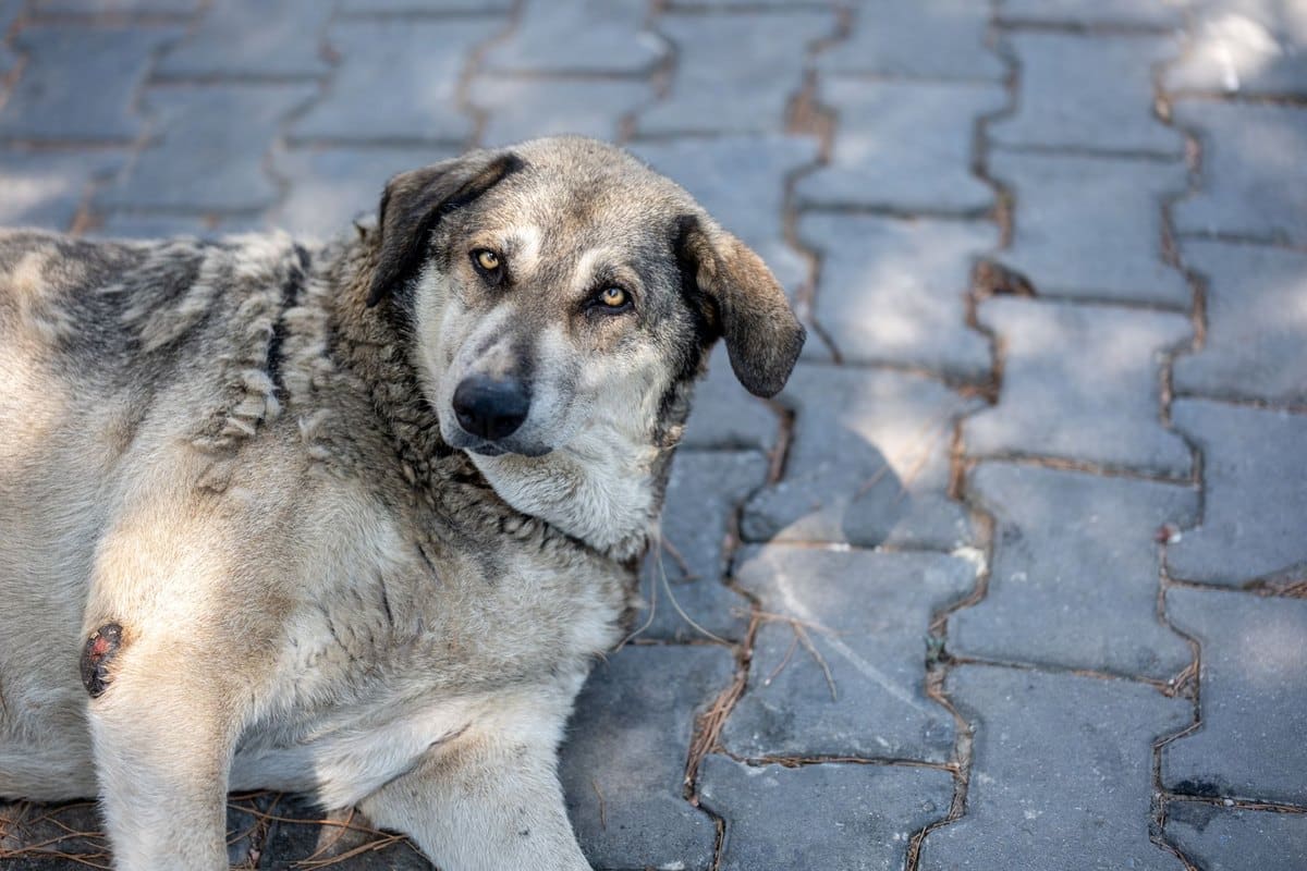 Milztumor Hund – go4vet