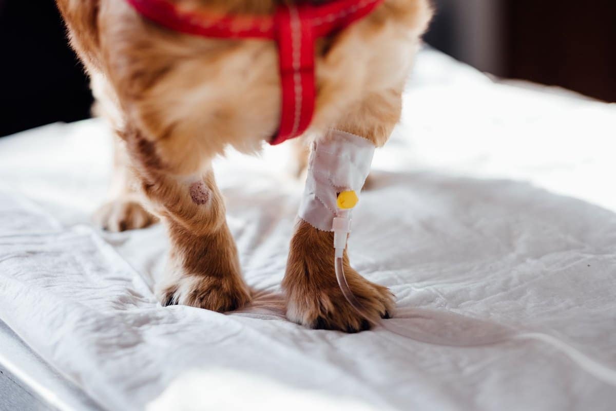Milztumor Hund – go4vet