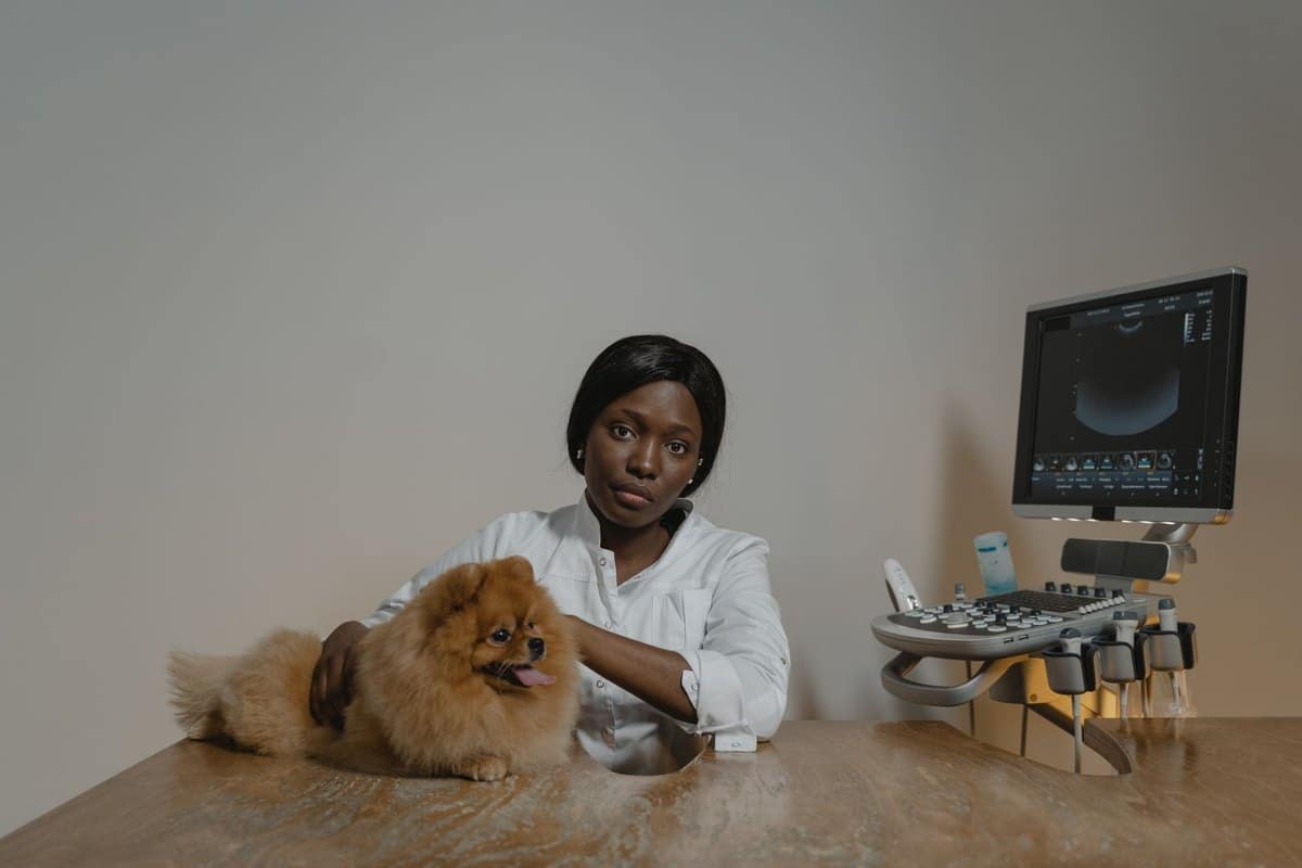Milztumor Katze – go4vet