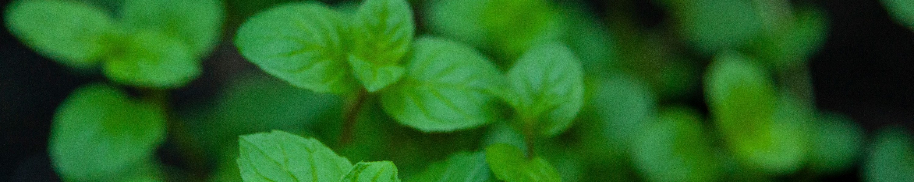 Minze Hund: Ist Pfefferminze für Haustiere sicher?