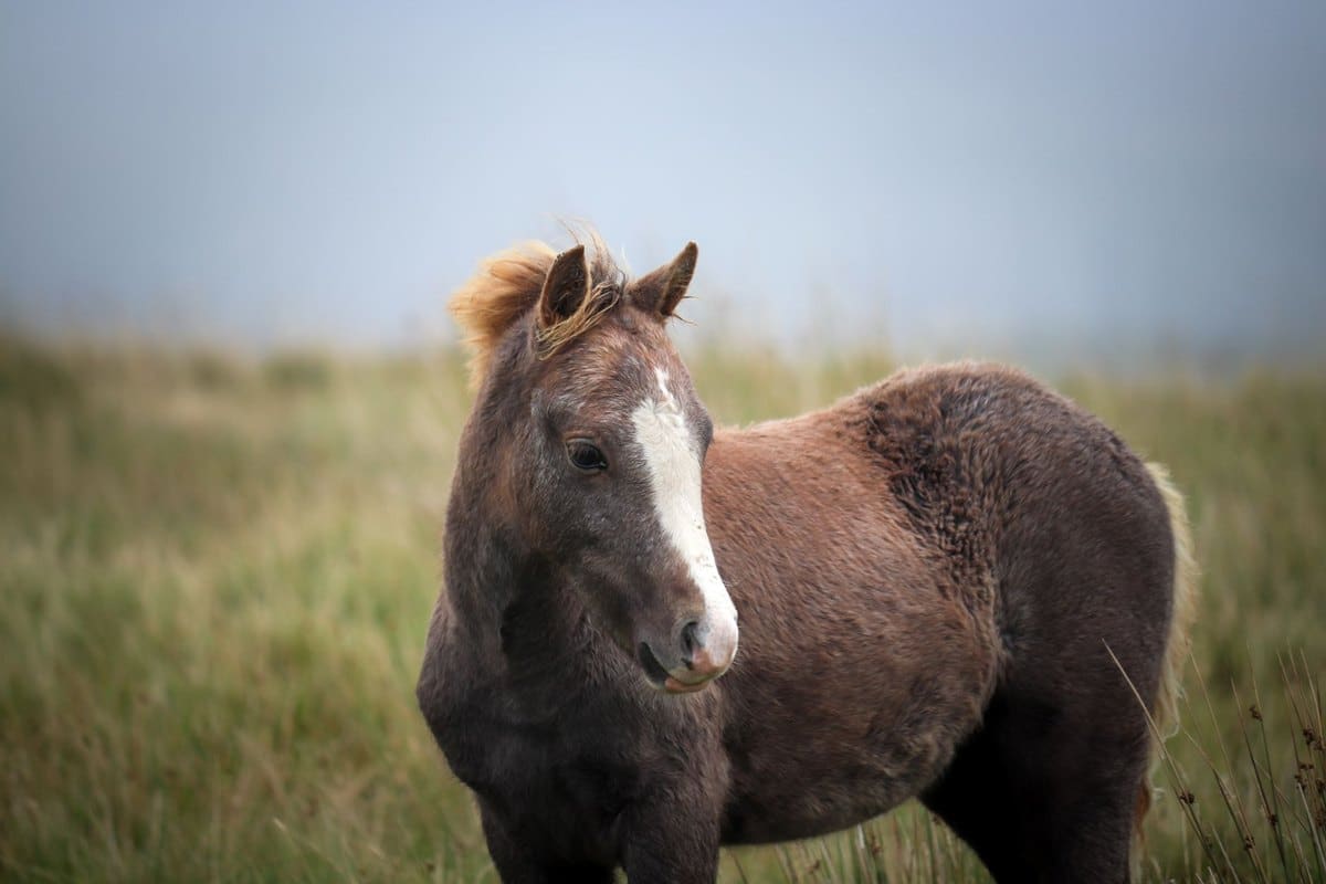Mistentsorgung beim Pferd: Lagerung, Verwertung, Vorschrifte – go4vet