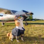 Mit Hund fliegen: Regeln, Kosten und Tipps für Flugreisen