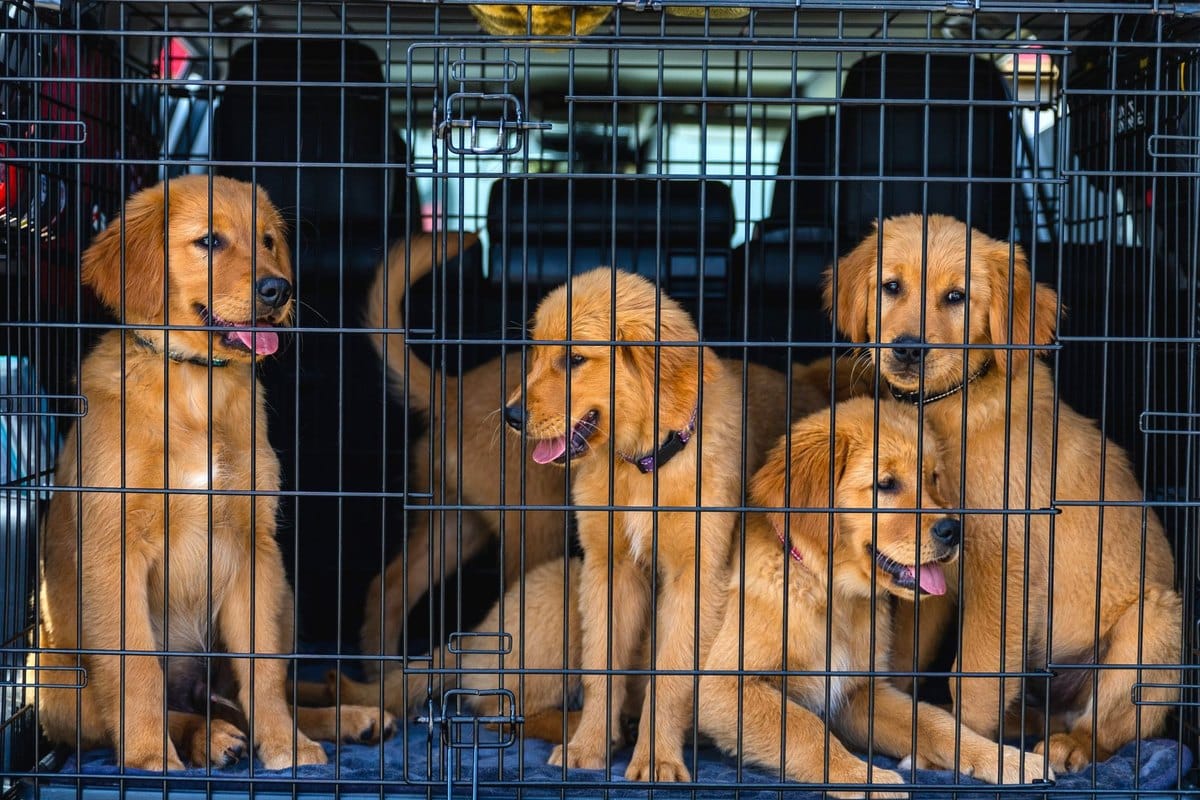 Mit Hund fliegen: Regeln, Kosten und Tipps für Flugreisen – go4vet