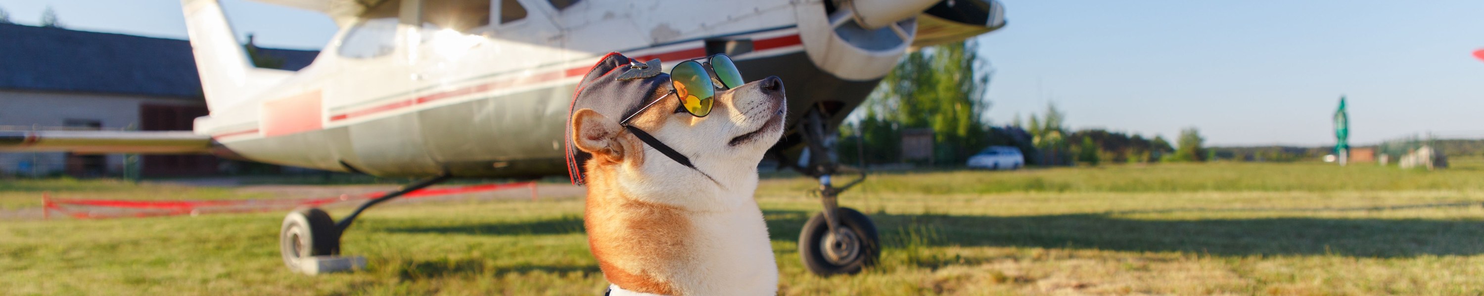 Mit Hund fliegen: Regeln, Kosten und Tipps für Flugreisen