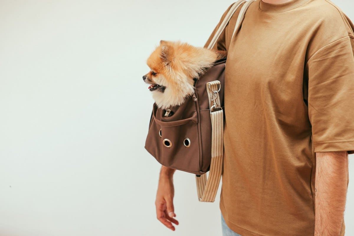 Mit Hund reisen: Transport im Überblick – go4vet