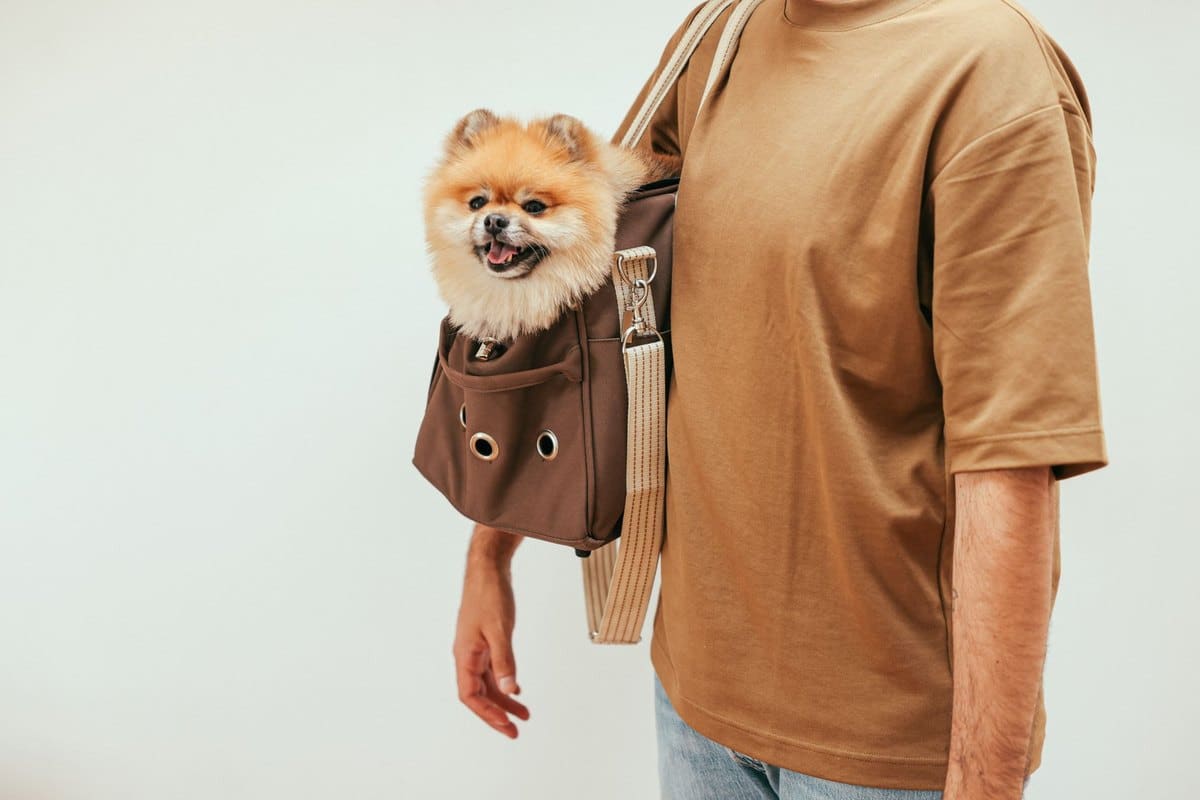 Mit Hund reisen: Transport im Überblick – go4vet