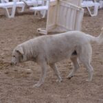 Mittelmeerkrankheiten beim Hund: Leishmaniose, Ehrlichiose und Co.