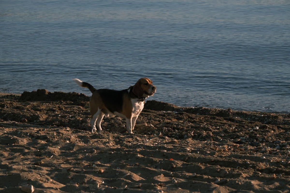 Mittelmeerkrankheiten beim Hund: Leishmaniose, Ehrlichiose u – go4vet
