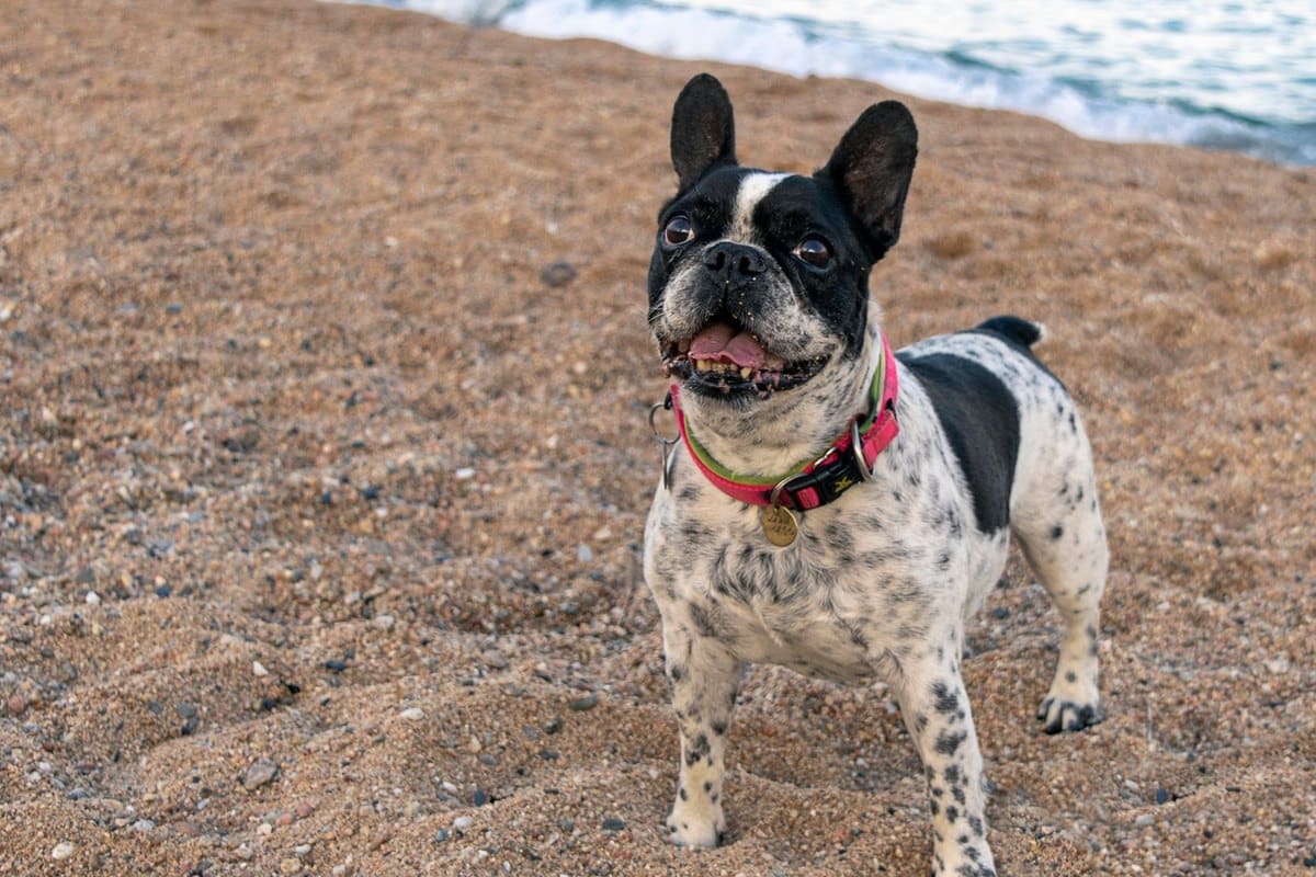 Mittelmeerkrankheiten beim Hund: Leishmaniose, Ehrlichiose u – go4vet
