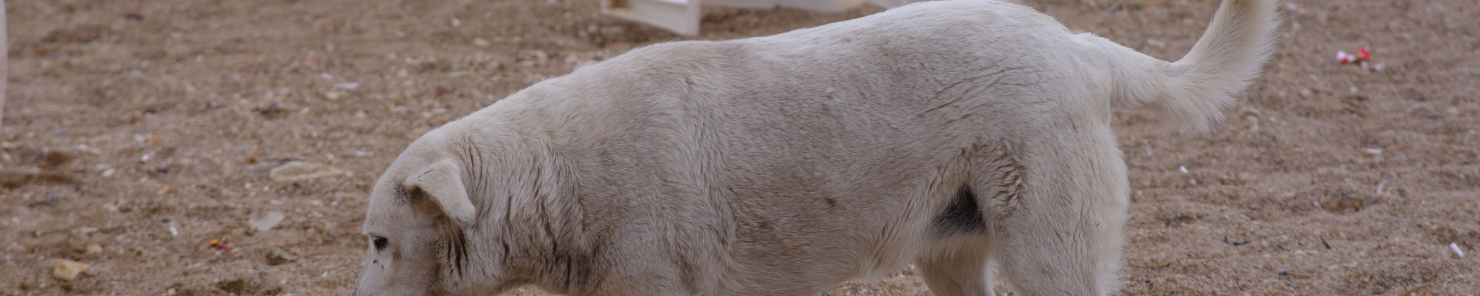 Mittelmeerkrankheiten beim Hund: Leishmaniose, Ehrlichiose und Co.