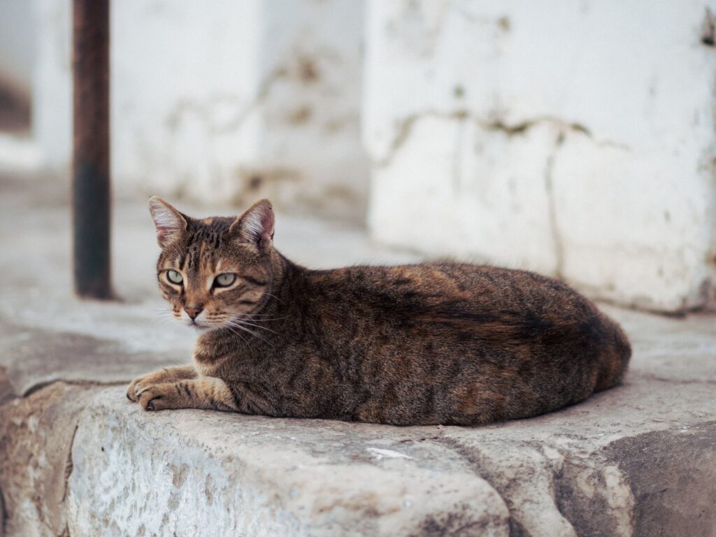 Mittelmeerkrankheiten bei der Katze: Risiko im Süden
