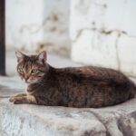 Mittelmeerkrankheiten bei der Katze: Risiko im Süden