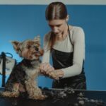 Mittelschnauzer