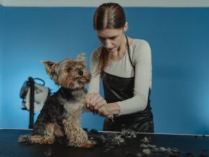 Mittelschnauzer