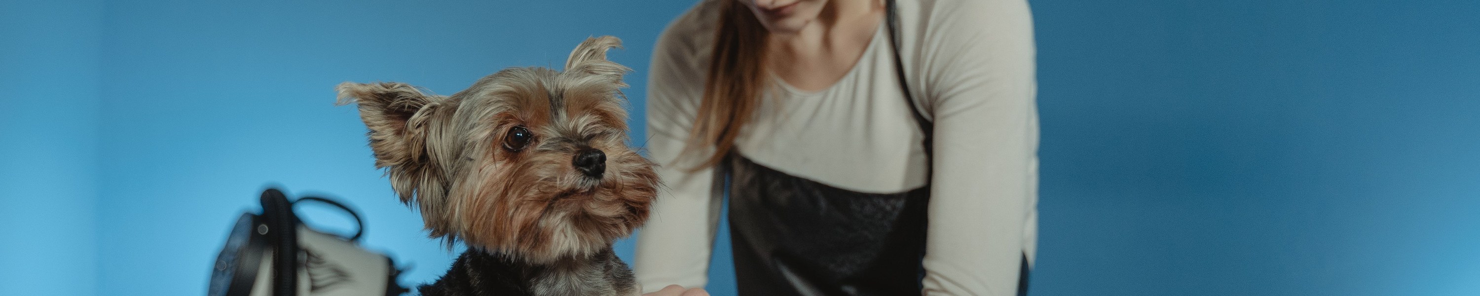Mittelschnauzer