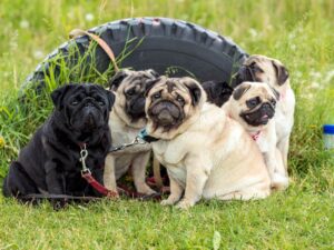 Mops