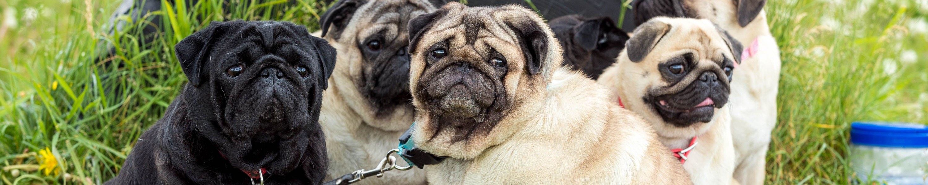 Mops