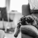 Morbus Cushing Syndrom bei Hunden