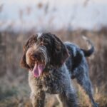 Münsterländer: Vielseitiger Jagdhund – Rasse & Ausbildung