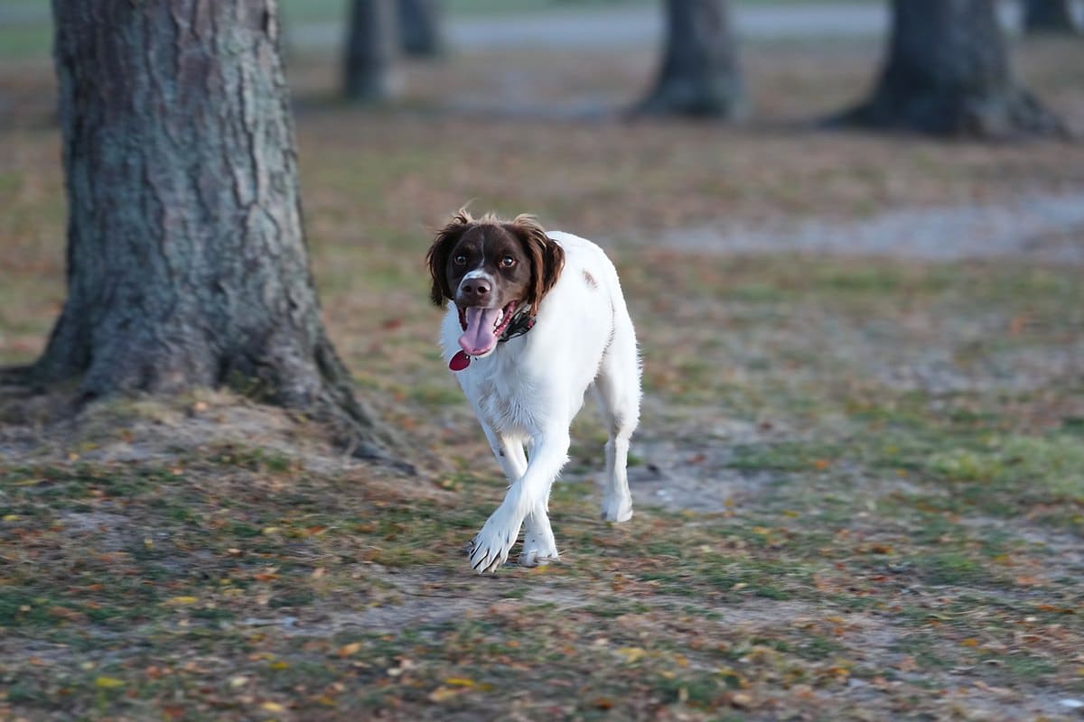 Münsterländer: Vielseitiger Jagdhund – Rasse & Ausbild – go4vet