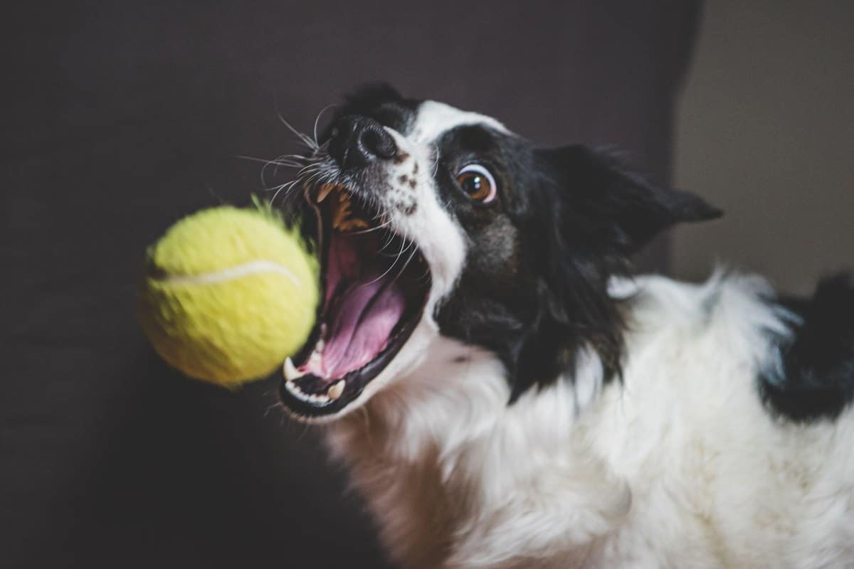 Münsterländer: Vielseitiger Jagdhund – Rasse & Ausbild – go4vet