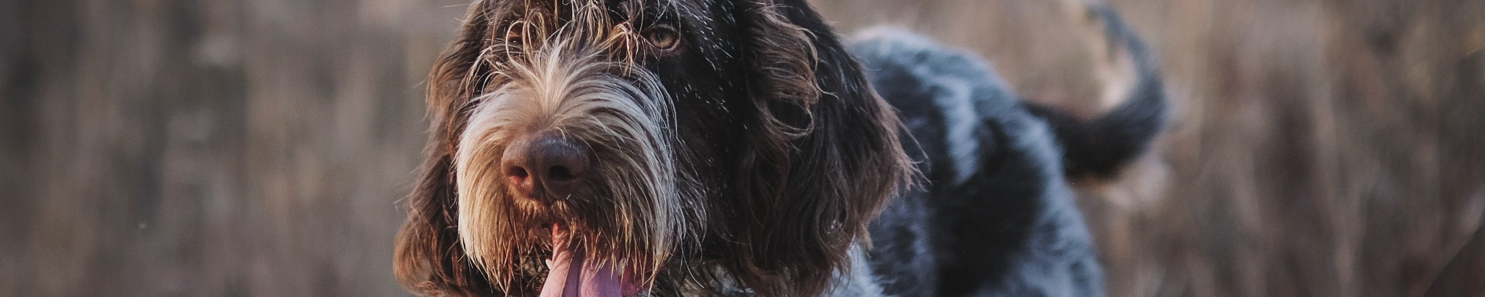 Münsterländer: Vielseitiger Jagdhund – Rasse & Ausbildung