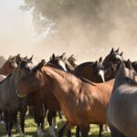 Muskelaufbau beim Pferd: Training und Fütterung