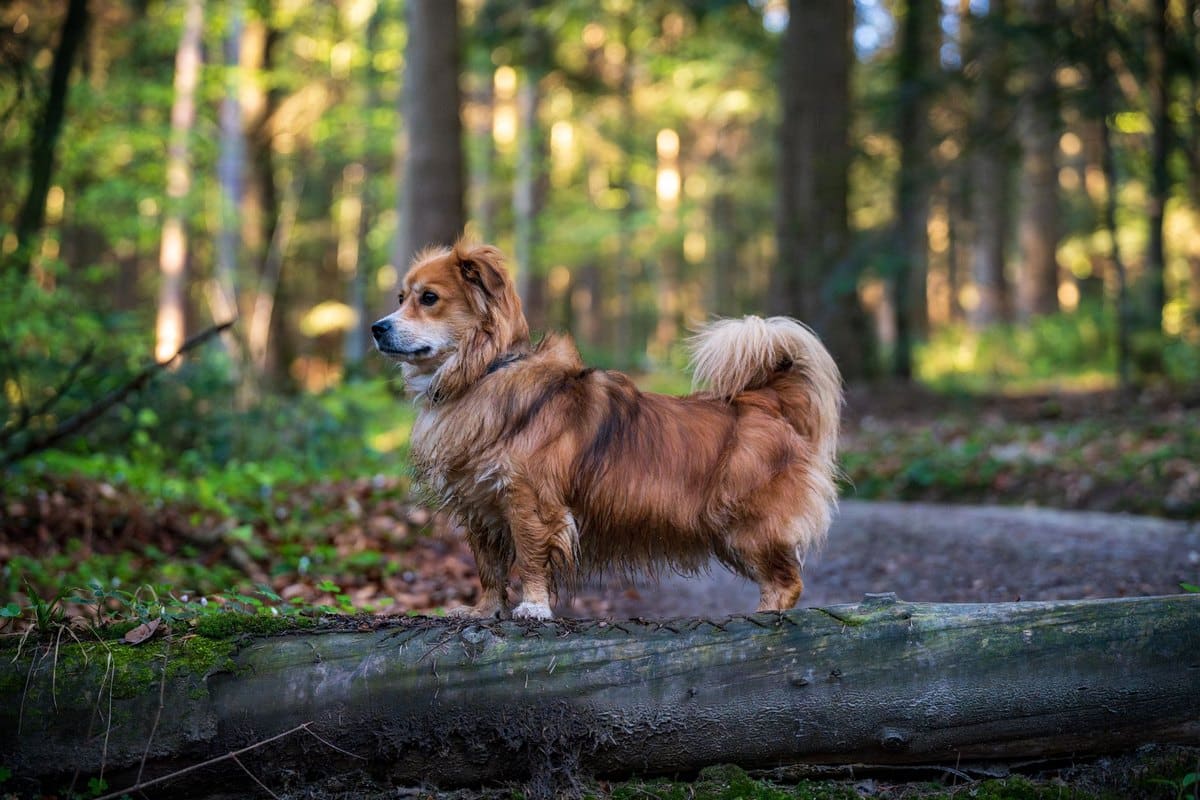 Nabelbruch – go4vet