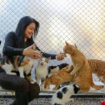 Nassfutter für Katzen