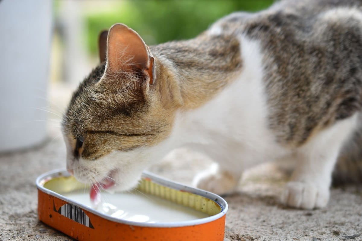 Nassfutter für Katzen – go4vet