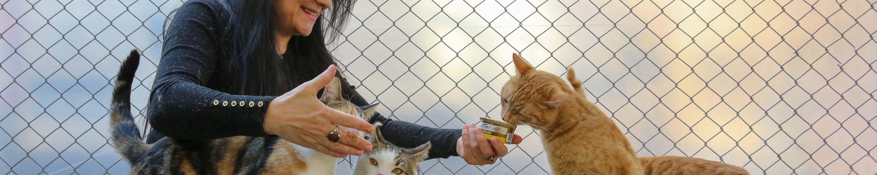 Nassfutter für Katzen