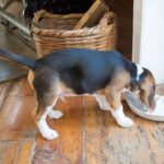 Natürliches Hundefutter