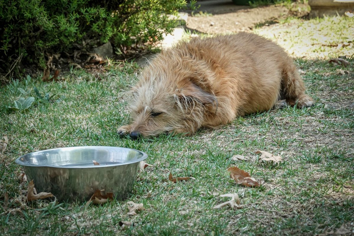 Natürliches Hundefutter – go4vet