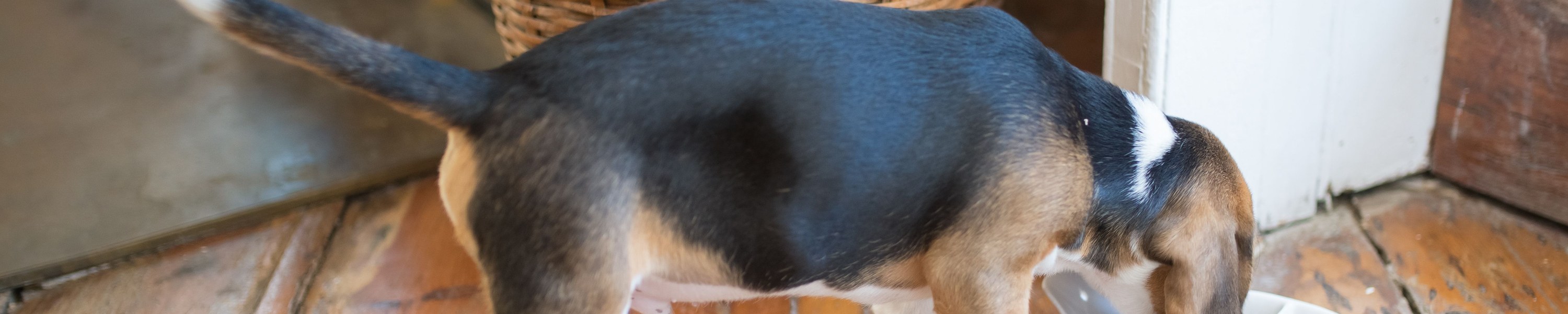 Natürliches Hundefutter