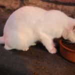 Natürliches Katzenfutter: Was steckt dahinter?