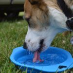 Nierendiät beim Hund: Wann sie wirklich hilft