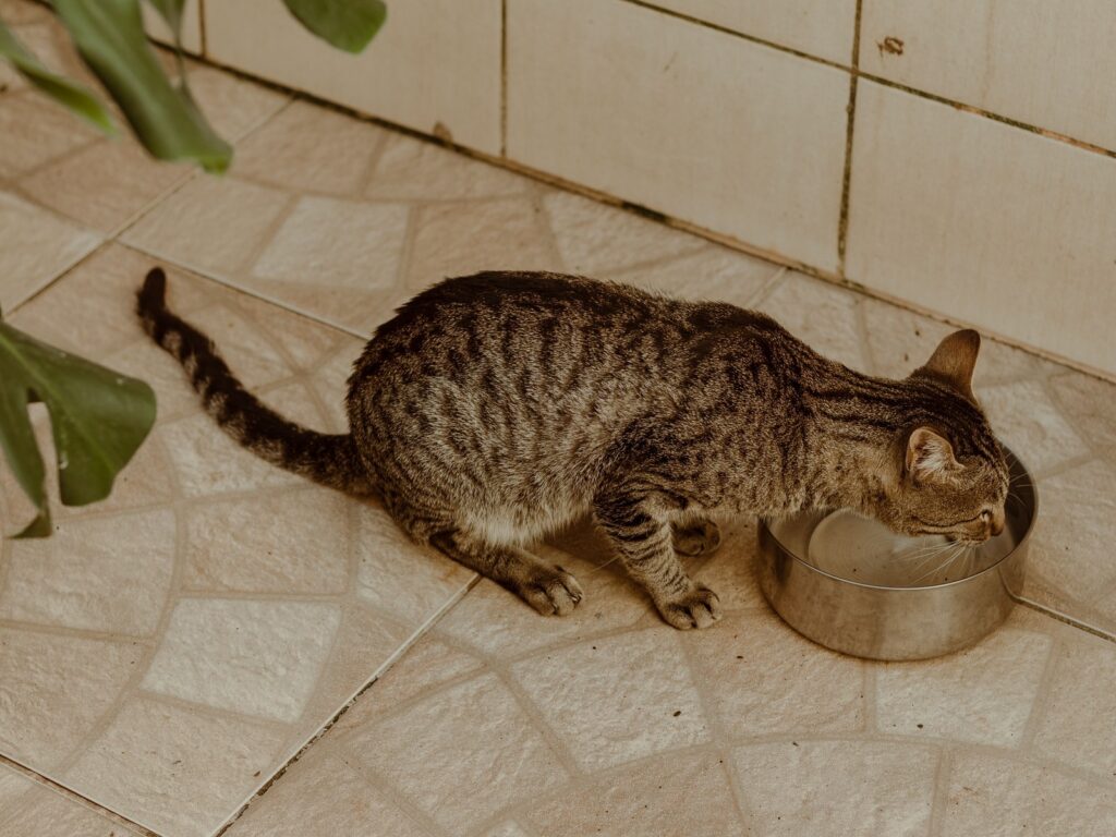 Nierendiät bei der Katze: die wichtigste Senior-Therapie