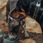 Niereninsuffizienz beim Hund